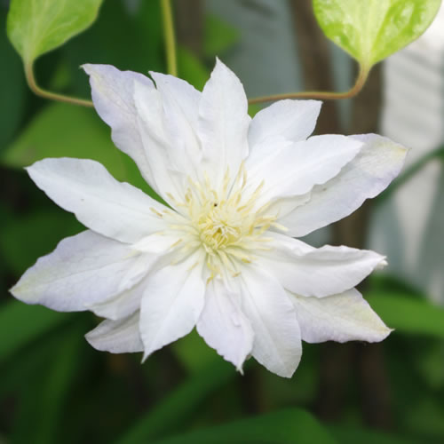 Clematis hybrida Arctic Queen